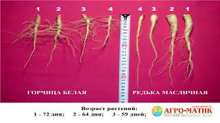 Особенности технологии возделывания белого люпина