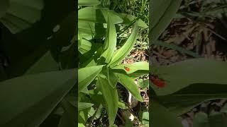 The #lily #beetles begin their #attack #garden