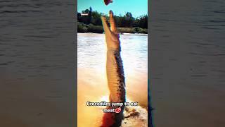 hungry crocodile #viralshorts #tranding #animals #wildlife #wildanimals #phonkmusic #crocodile