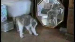 funny cats