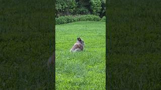 Bunny Diary: new lawn for Foxy #lionheadrabbit #rabbit #bunny