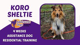 Koro the Sheltie | 4 Weeks Assistance Dog Residential Training