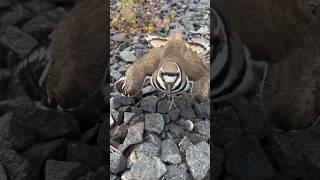 Attack of the Killdeer  #shorts #birds