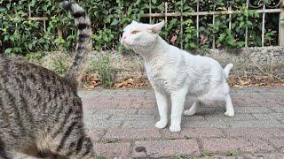 Angry White Cat.