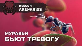 ЭТИ МУРАВЬИ ИЗДАЮТ ЗВУКИ | Giant harvester ant | Messor arenarius