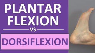 Dorsiflexion and Plantar Flexion of the Foot | Anatomy Body Movement Terms