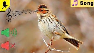 Как поёт овсянка крошка? How he sings little bunting?