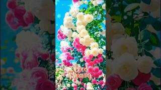 Good morning whatsapp status video #shorts ️️️️
