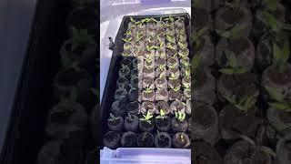 Our seedlings of different kinds of vegetables || Update #1 || GAMO Production