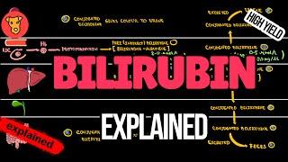 BILIRUBIN metabolism. How bilirubin is produced and excreted. Direct and Indirect bilirubin