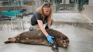 Marine Mammal Care Center's Behind The Scenes Film