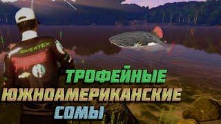 Fishing Planet PS4 # Трофейные Южноамериканские Сомы / Амазонский лабиринт / река Маррон