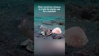 Diver convinces octopus to trade his plastic cup for a seashell