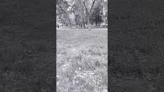 МАРУСЯ СОБАКА УЛЫБАКА #dog #маруся #shorts #джекрасселтерьер