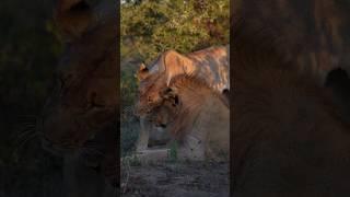 lion 