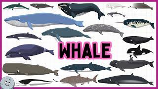 20 Whales Types for Kids - Learn Whales Species for Children