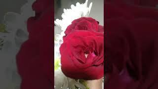 Beautiful flowers #shorts #trending #youtube