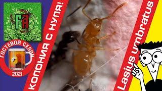 Муравьи Lasius umbratus/ КОЛОНИЯ с НУЛЯ! + Рецепт простой муравьиной фермы.