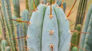 Identifying Trichocereus macrogonus - Cactus Jerk