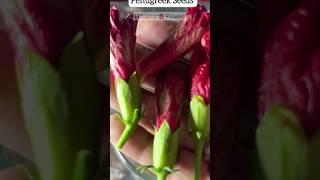 Best Homemade Fenugreek & Hibiscus Shampoo For Long Silky Smooth Hair | #hair #haircare #shorts