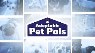 Adoptable Pet Pals - 1080 KRLD