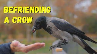 How to Befriend a Crow - A Complete Guide