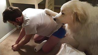 The FUNNIEST Pet Videos of 2023!| BEST OF FUNNY DOGS AND CATS