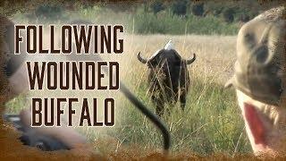 Following A Wounded Buffalo | 8