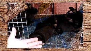 When to Separate Grow Out Rabbits From Each Other - The SR Rabbit Update 5-15-18