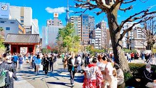 Japan street walk | Thousand people visit Asakusa temple in spring Tokyo Japan | Japan Walk