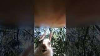Всем Доброго Утра!  #squirrel #wildlife #фильм #nature #природа #film #animals #cute #fishing #кино