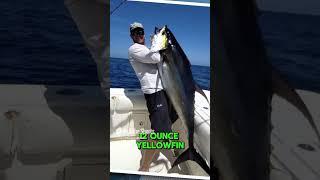 385 Pound Beast! Yellowfin Tuna Caught! #fishing #shorts #fish