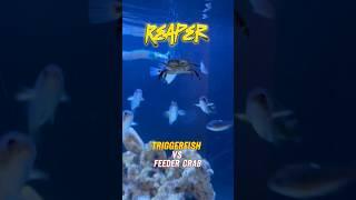 Reaper the triggerfish vs feeder crab #aquarium #fish #shorts