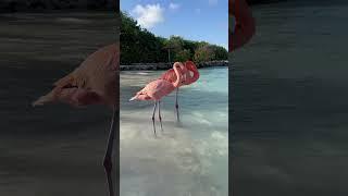 Pink Flamingo in Aruba 