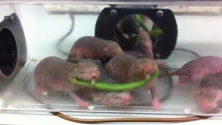 Playful naked mole-rats