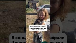 #helpanimals #помощьживотным #dogshelter #приют #собака #щенок #животные #доброедело #творидобро
