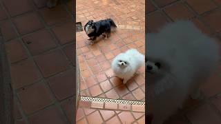 Lulu spitz chihuahua #pets #desenho #animais #lulu #spitz #fofo #gatinho #gato #cachorro #shorts pig