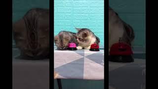 Смешные Коты Tik Tok - Лучшие приколы | Funny cats compilation. Подборка #7