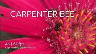 Carpenter Bee (Xylocopa violacea) Drinking Nectar from Gerbera Flower | Cinematic 4K 60fps