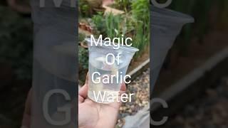 Garlic water for pests control #Beeslittlegarden #garlicwater #organicfertilizer