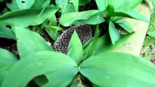 Hedgehog nest 4