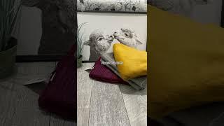 So soft and cuddly #alpaca #blanket #colors #options #winterstyle #homeaccesories  #cozyhome