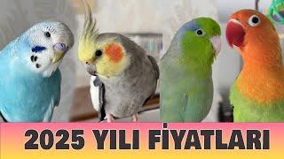 2025  Kuş Fiyatları ne Oldu? Muhabbet Kuşu fiyatları 2025