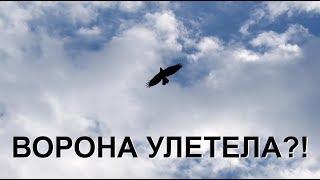 ВОРОНА УЛЕТЕЛА?!