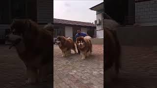WORLD BIGGEST HUSKY DOG PAIR