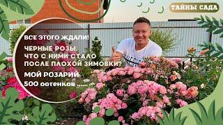 #ЧЕРНЫЕ РОЗЫ #ЧТО С НИМИ СТАЛО ПОСЛЕ ПЛОХОЙ ЗИМОВКИ# МОЙ РОЗАРИЙ! 500 оттенков ......