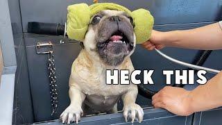 Tantrum French Bulldog's Bath Routine