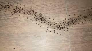 Busy Ants Form Black Line in Traveller's Room || ViralHog