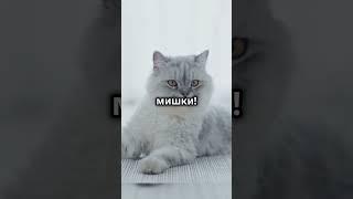 Самые милые котики 2 