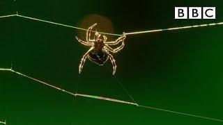 Amazing spider baffles scientists with huge web | The Hunt - BBC